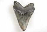 Fossil Megalodon Tooth - South Carolina #196862-1